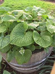 Daruma Wasabi Seeds for Planting - Heirloom and Non-GMO Garden Seeds