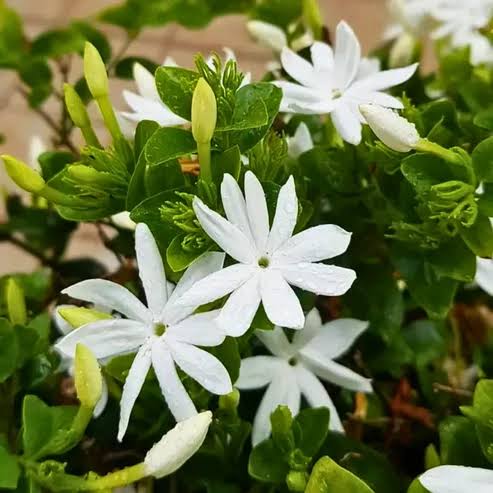 Indian Jasmine Jasminum auriculatum flower seeds