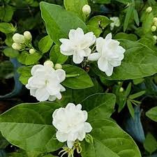 Arabian Jasmine Jasminum sambac flower seeds