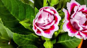 Pink White Gloxinia Blomsterplantning Frø til Have 100 stk