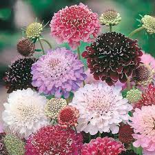 Yellow Scabious Flower Seeds for Planting, 100 pcs