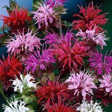 Mix Bergamot Flower Seeds for Planting, Heirloom, Non-GMO, 100 pcs