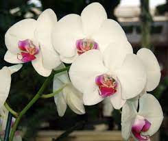 Hvide Phalaenopsis blomsterfrø til plantning - 100 stk