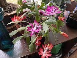 Multicolored Schlumbergera Flower Seeds – Heirloom Non-GMO Organic Garden Seeds for Planting, High Germination Cactus Blooms