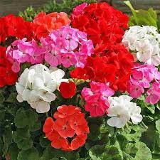 Multi-Color Geranium Flower seeds for Planting - Heirloom & Non-GMO Seeds for Home Garden