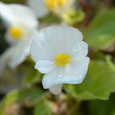 Begonia White Flower Seeds for Planting - 100 pcs