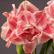 Soft Pink Amaryllis Flower Seeds for Planting 100 pcs