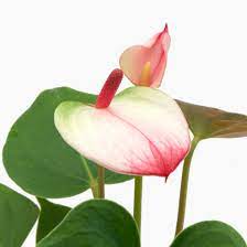 Pink & White Anthurium Flower Seeds – Non-GMO Heirloom Seeds for Planting