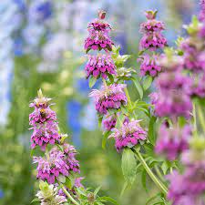 Bee Balm - Lemon Bergamot Monarda citriodora Flower Seeds for Planting - NON GMO Seeds