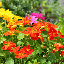 Orange Tropaeolum Majus Flower Seeds - 100 pcs