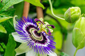 Purple Passionflower Plant Seeds for Planting - 100 pcs