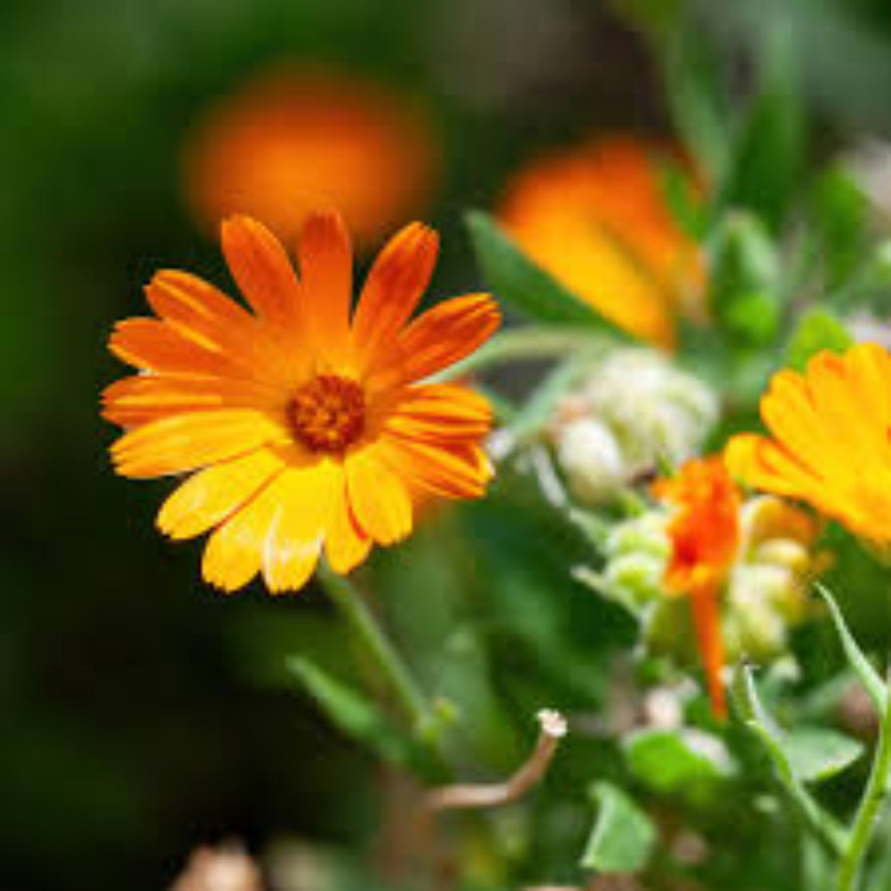Pacific Beauty Calendula Flower Mix Fresh Heirloom Flower Planting Usa Ships Free Non Gmo
