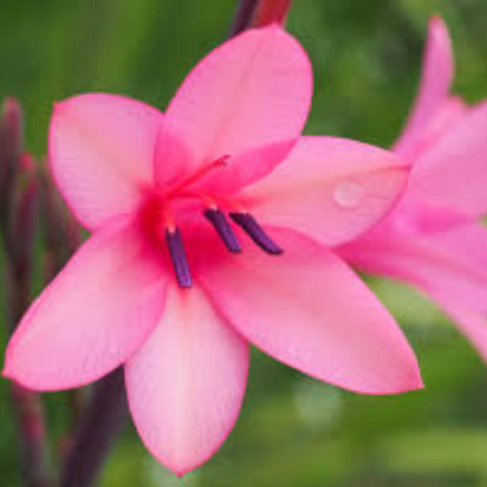 watsonia borbonica flower seeds