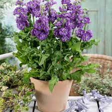 Matthiola Flower Seeds for Planting 100 pcs