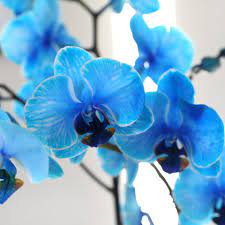 Blue Orchid Flower Seeds for Planting - 100 pcs