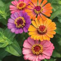 Single Petal Zinnia Mix Flower Seeds for Planting, 100 pcs