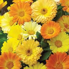 heirloom calendula flower seeds