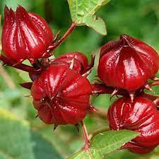 Roselle Flower Seeds for Planting - 100 pcs