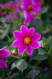 dahlia dahlia flower seeds