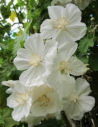 Organic Heirloom Abutilon Flower Seeds for Planting – White Lantern Blooms Non-GMO Organic Garden Seeds