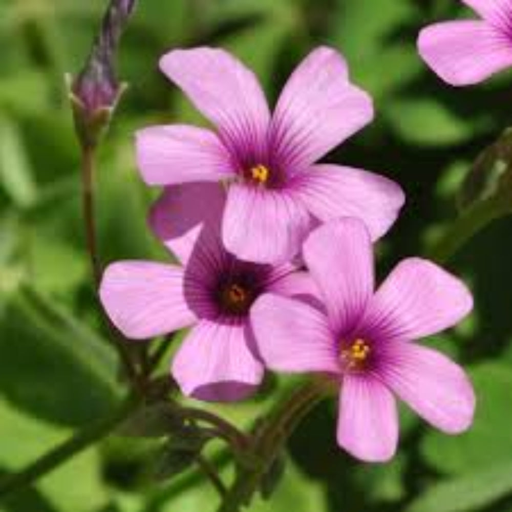 sorrel flower flower seeds