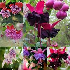 Multi-Colour Fuchsia Flower Seeds for Planting 100 pcs