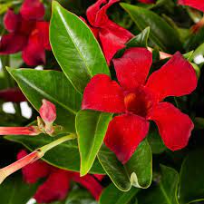 Mandevilla Flower Seeds for Planting Pink Mix 100 pcs