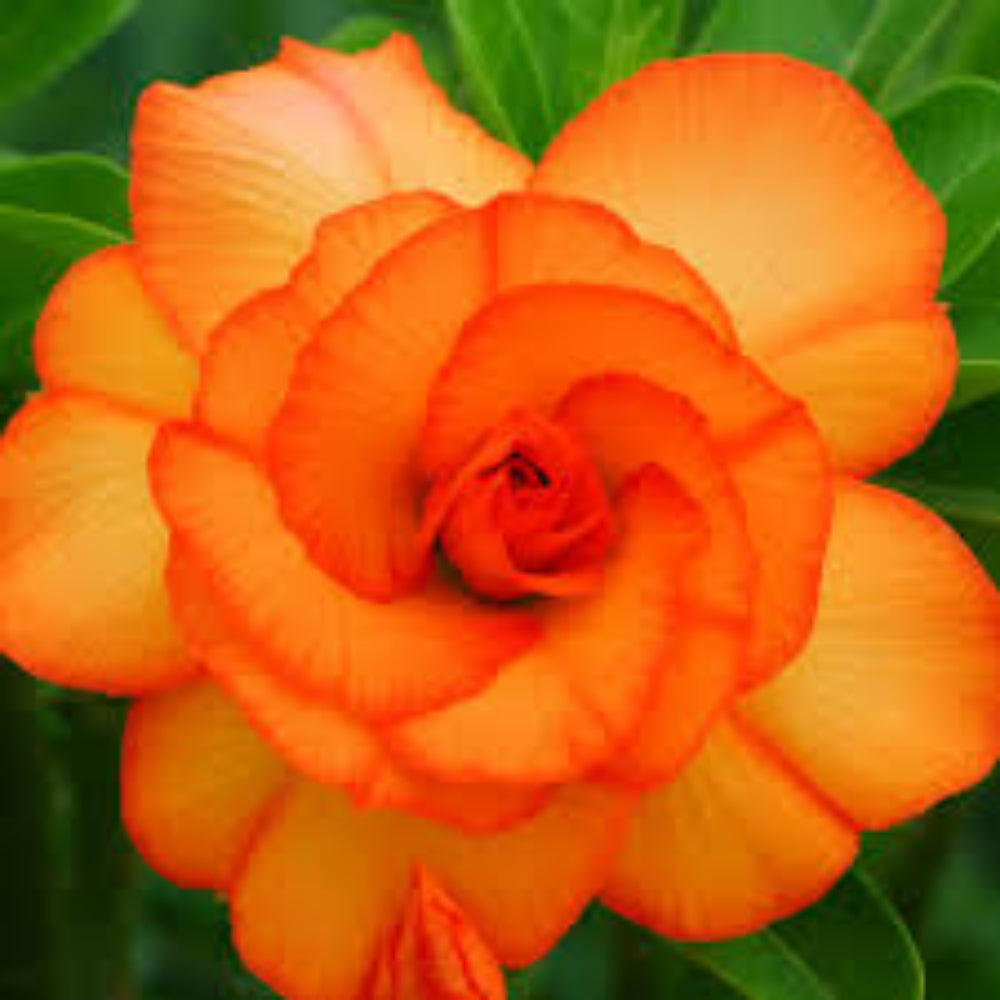 orange adenium flower seeds