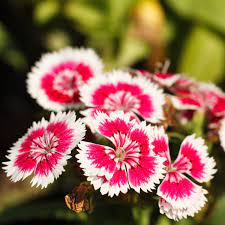 White Mix Dianthus Flower Seeds for Planting - 100 pcs