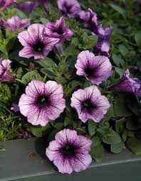 Violet Petunia Hanging Flower Seeds for Planting – Heirloom, NON-GMO, Easy to Grow Garden Blooms