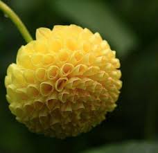 Yellow Pompon Dahlia flower seeds