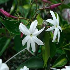 Angel Wing Jasmine Jasminum nitidum Flower Seeds for Planting – Heirloom, Non-GMO Fragrant Seeds
