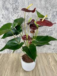 anthurium burgundy Maroon Anthurium Heirloom Non-GMO Flower Seeds – Neeraseeds