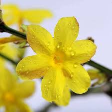 Yellow Jasmine flower seeds