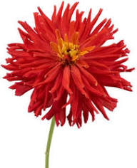 Red Giant Cactus Zinnia Flower Seeds for Planting - Heirloom, Non-GMO, High Germination Garden Seeds