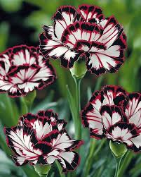 Heirloom Non-GMO Maroon White Carnation Flower Seeds for Planting – Bicolor Fragrant Bloom Seeds