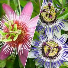 Blandede Passiflora blomsterfrø til plantning - 100 stk