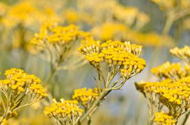 Helichrysum Italicum Plantefrø til udplantning - 100 stk