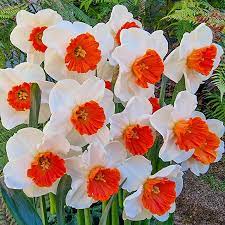 White Orange Double Petal Narcissus Seeds for Planting - 100 pcs