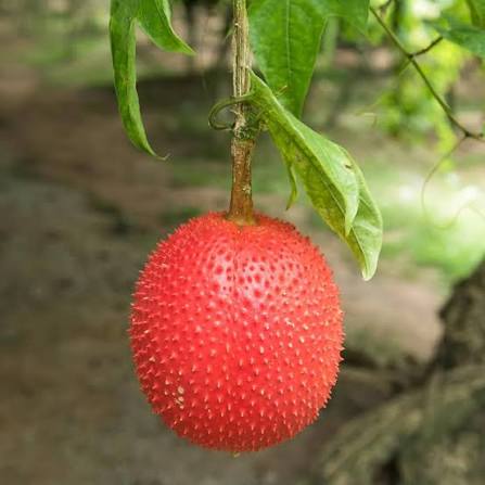 Gac Momordica Cochinchinensis Fruit Seeds
