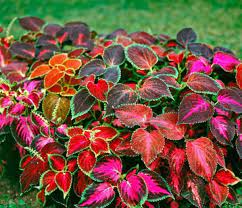 Coleus Wizard Mix Flower Seeds for Garden Planting – Heirloom, Non-GMO Seeds, High Germination, Vibrant Blooms