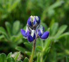 Bicolor Lupine (Lupinus bicolor) Flower Seeds for Planting – Non-GMO, Heirloom Garden Seeds
