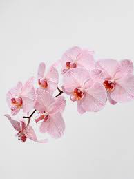 Baby Pink Phalaenopsis Orchid Flower Seeds for Planting, 100 pcs