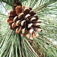 Eastern White Pine Tree Seeds (Pinus strobus) – Premium Quality Seeds for Planting &amp; Bonsai