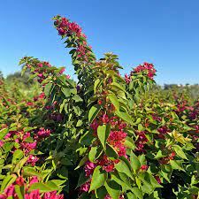 Torch Glow Bougainvillea Flower Seeds for Planting - Organic, Heirloom & Non-GMO Garden Seeds