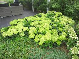 Hydrangea macrophylla Grønne Sky Blomsterfrø til udplantning - 100 stk