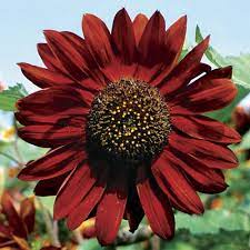 Velvet Queen Sunflower Flower Seeds for Planting Heirloom Non-GMO