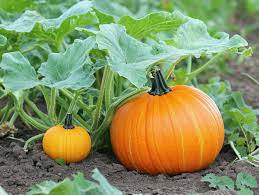 Pumpkin Seeds for Planting – Heirloom, Non-GMO Vegetable Garden Seeds for High Yield and Fast Germination