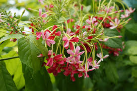 Quispualis Indica Blomsterfrø til udplantning - 100 stk