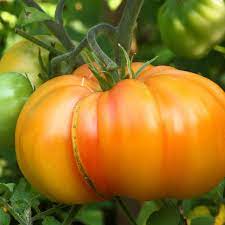 Striped German Red & Yellow Tomato Vegetable Seeds for Planting - Heirloom Seeds